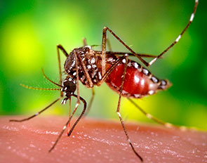 mosquito control Slider Image