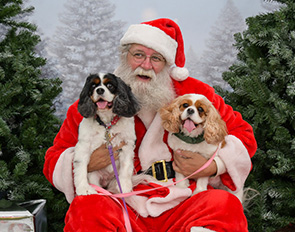 Paws and Claus Slider Image