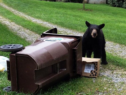 Urban Bear Management | Seminole County